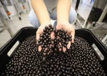 Produção de Açaí no Pará cresce 14 vezes em 38 anos e movimenta R$ 8,8 bilhões, aponta Fapespa
