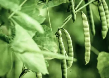 Cultivo de Feijão no Pará ganha novo Zoneamento Agrícola para a safra 2026/2027